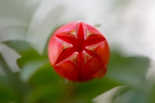 「ザクロ」のサムネイル画像