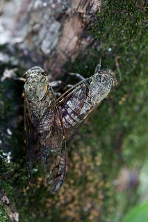 「ツクツクボウシ」のサムネイル画像