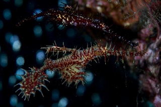 「ニシキフウライウオ(Ghost pipe fish)」のサムネイル画像