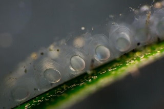 「ヒメイカ」のサムネイル画像