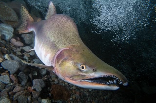 「カラフトマス(アオマス,セッパリマス,ピンクサーモン)」のサムネイル画像