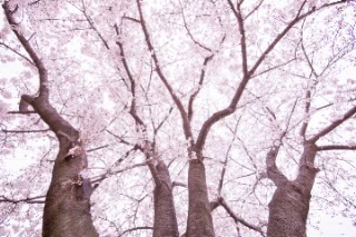 「ソメイヨシノ(染井吉野)」のサムネイル画像