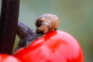 「カタツムリ」のサムネイル画像