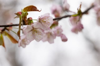 「オオヤマザクラ(エゾヤマザクラ,ベニヤマザクラ)」のサムネイル画像