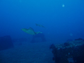 「アオリイカ(Bigfin Reef Squid)」のサムネイル画像