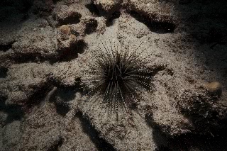 「ウニの仲間」のサムネイル画像