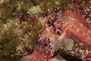 「イソカサゴ」のサムネイル画像