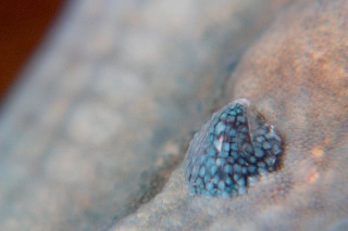 「ヒトデナカセ」のサムネイル画像