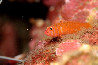 「オキナワベニハゼ」のサムネイル画像