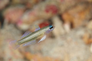 「モエギハゼ属の一種( tiny dart goby sp.)」のサムネイル画像