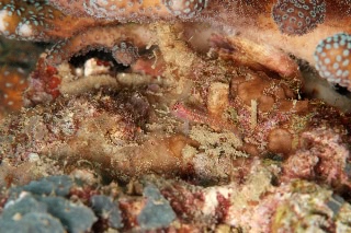 「オオゴチョウイソハゼの一種(背ビレちゃん)」のサムネイル画像