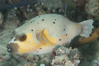 「コクテンフグ(Black-spotted Toadfish)」のサムネイル画像