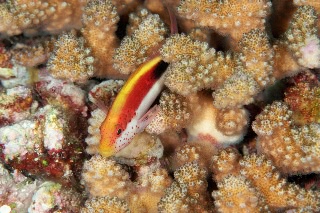 「ホシゴンベ(blackside hawkfish)」のサムネイル画像