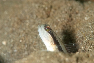 「クロオビハゼ」のサムネイル画像