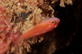 「シリウスベニハゼ(Skinspot Dwarfgoby)」のサムネイル画像