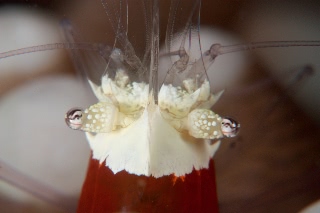 「エリマキテナガエビ(コロールアネモネシュリンプ,korore anemone shrimp)」のサムネイル画像