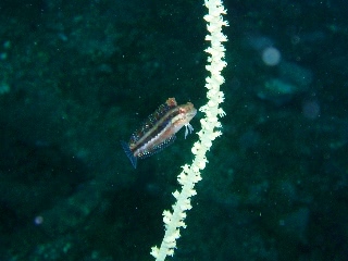 「ニジギンポ」のサムネイル画像