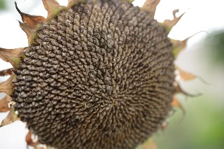 「TITAN(タイタン)」のサムネイル画像