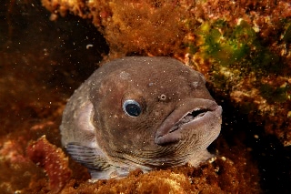 「ホテイウオ(ゴッコ)」のサムネイル画像