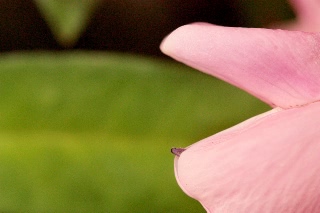 「ルーピン（ルピナス）・ラッセル・ミックス(Lupin)」のサムネイル画像