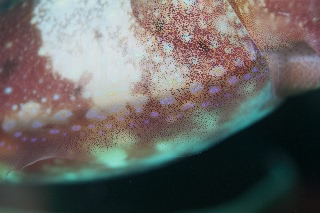 「コブシメ(Giant cuttlefish)」のサムネイル画像