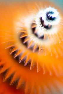 「イバラカンザシ(Christmas tree worm)」のサムネイル画像