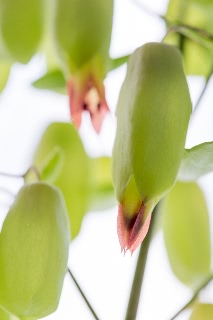 「セイロンベンケイ(はからめ,葉から芽,マザーリーフ)」のサムネイル画像