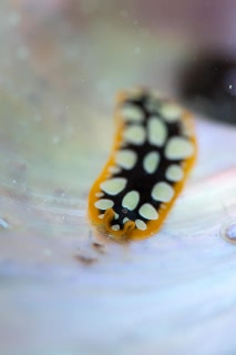 「ヒラムシの仲間」のサムネイル画像