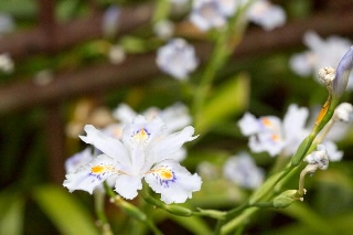 「シャガ」のサムネイル画像