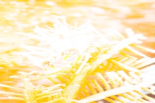 「イガグリウミウシ」のサムネイル画像