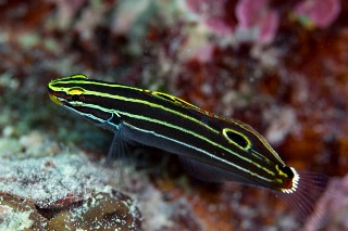 「キンセンハゼ 」のサムネイル画像