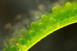 「ヒメイカ」のサムネイル画像