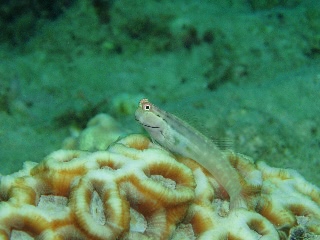 「イシガキカエルウオ」のサムネイル画像