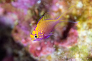 「ハナゴンベ」のサムネイル画像