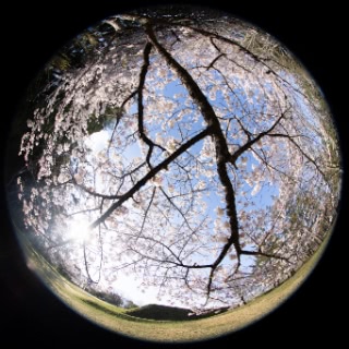 「ソメイヨシノ(染井吉野)」のサムネイル画像