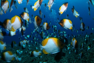 「カスミチョウチョウウオ(Pyramid butterflyfish)」のサムネイル画像