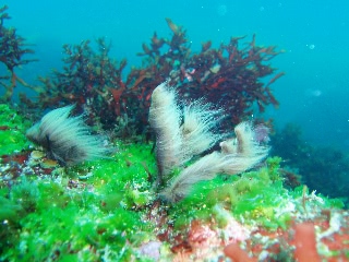 「名前わかんない」のサムネイル画像