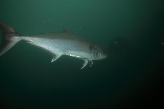 「ヒレナガカンパチ」のサムネイル画像