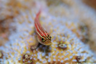 「タテジマヘビギンポ(Tropical striped triplefin)」のサムネイル画像