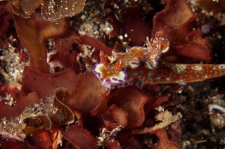 「ニシキウミウシ」のサムネイル画像