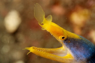 「ハナヒゲウツボ(blue ribbon eel)」のサムネイル画像