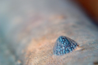 「ヒトデナカセ」のサムネイル画像