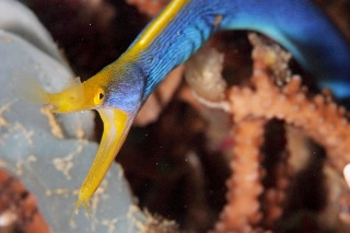 「ハナヒゲウツボ(blue ribbon eel)」のサムネイル画像