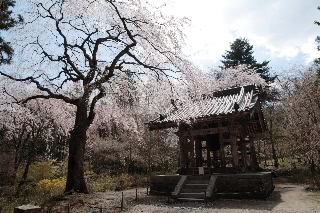 「ヤエシダレザクラ(八重しだれ桜)」のサムネイル画像