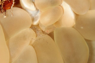 「ホンカクレエビ属の一種」のサムネイル画像