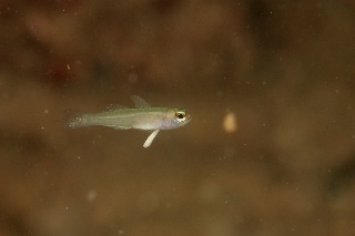 「モエギハゼ属の一種( tiny dart goby sp.)」のサムネイル画像