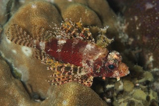 「シマヒメヤマノカミ」のサムネイル画像