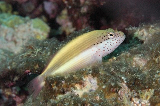 「ホシゴンベ(blackside hawkfish)」のサムネイル画像