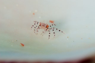 「ケブカガニ属の一種(ニセキンチャクガニ,キンチャクガニモドキ)」のサムネイル画像