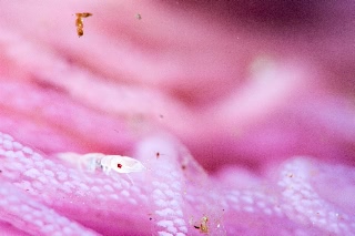 「ソメワケウミクワガタ」のサムネイル画像